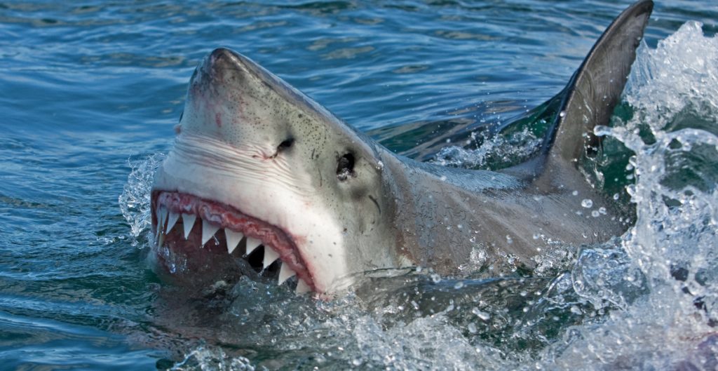 Australia Tiburon Se Come A Persona