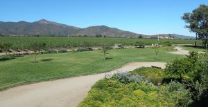 Vinos veganos, orgánicos y biodinámicos, la tendencia en Chile