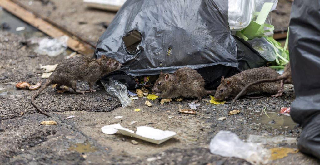 Detectan el primer caso humano de hantavirus en el estado de Michigan