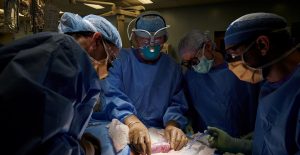 Equipo médico en Nueva York logra el primer trasplante de riñón de un cerdo a un humano